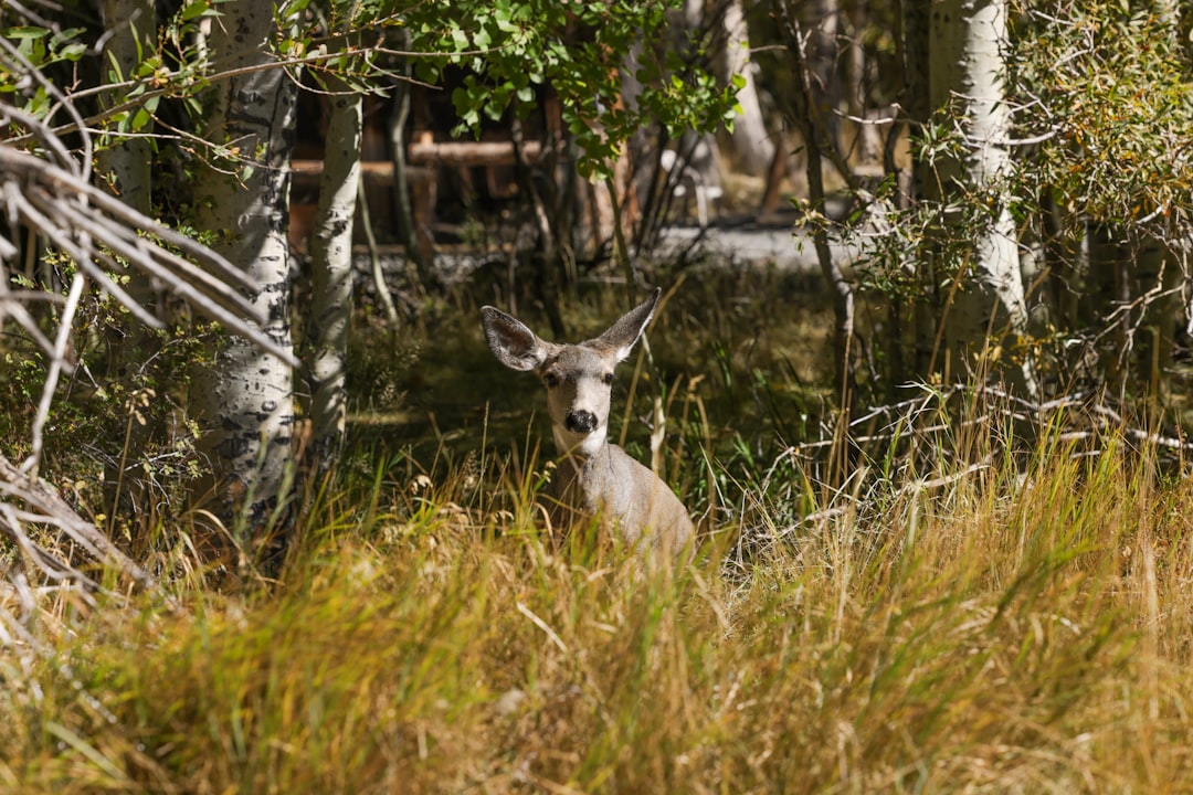 Exploring Nature: Best Supplies for Wildlife Watching